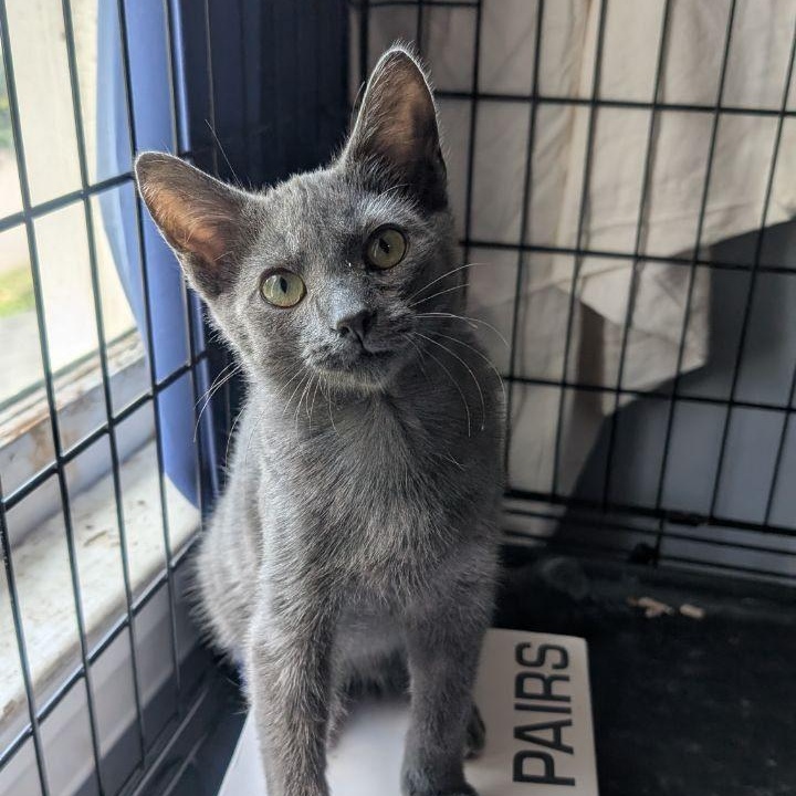 Enlarge Marmaduke (Snuggle Bug Kitten!), a Adopted American Shorthair in Pikesville, MD image 1/6