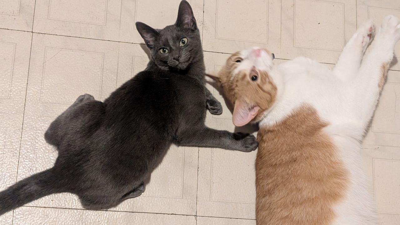 Enlarge Marmaduke (Snuggle Bug Kitten!), a Adopted American Shorthair in Pikesville, MD image 4/6