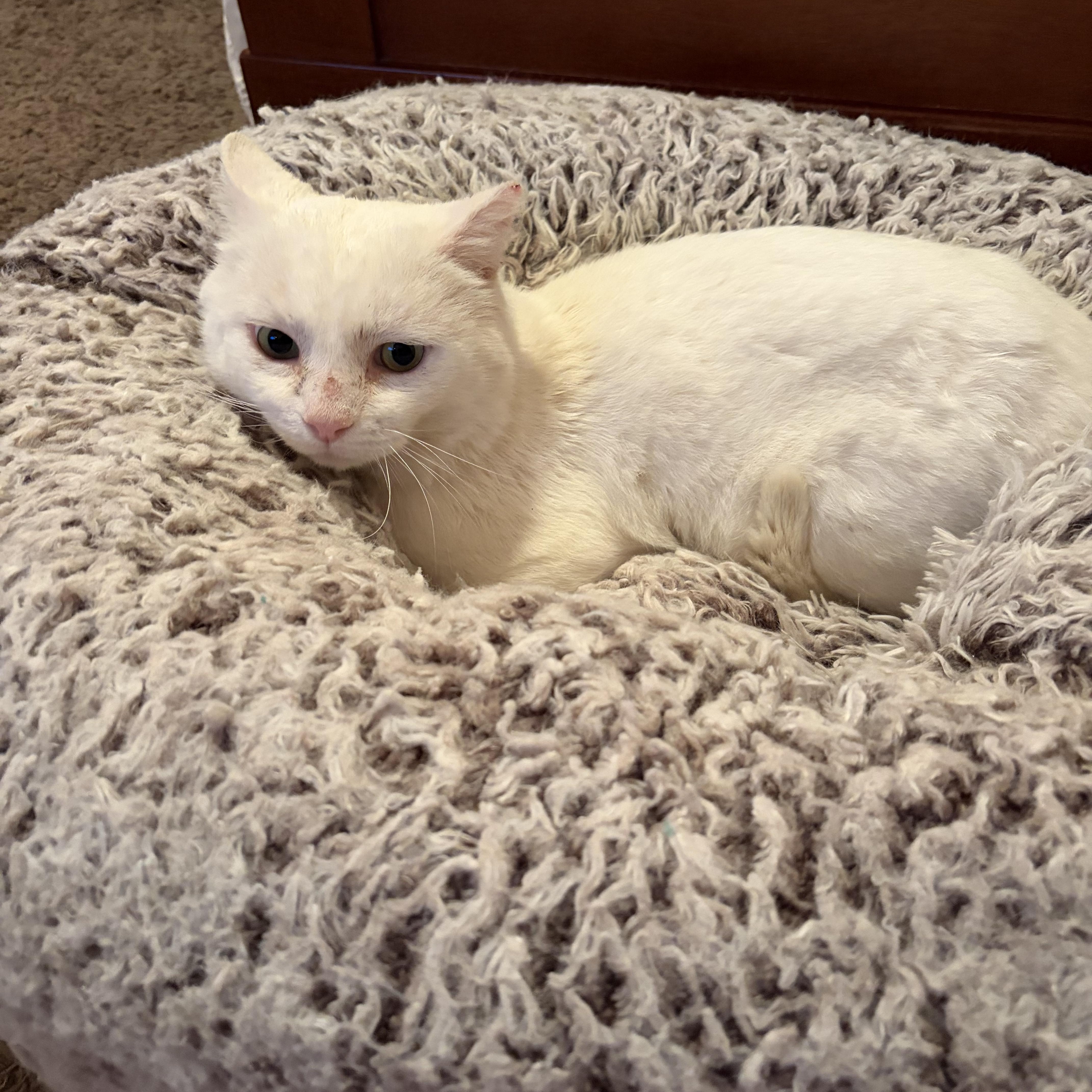 Enlarge Prince, a ADOPTABLE Domestic Short Hair in Murfreesboro, TN image 2/3