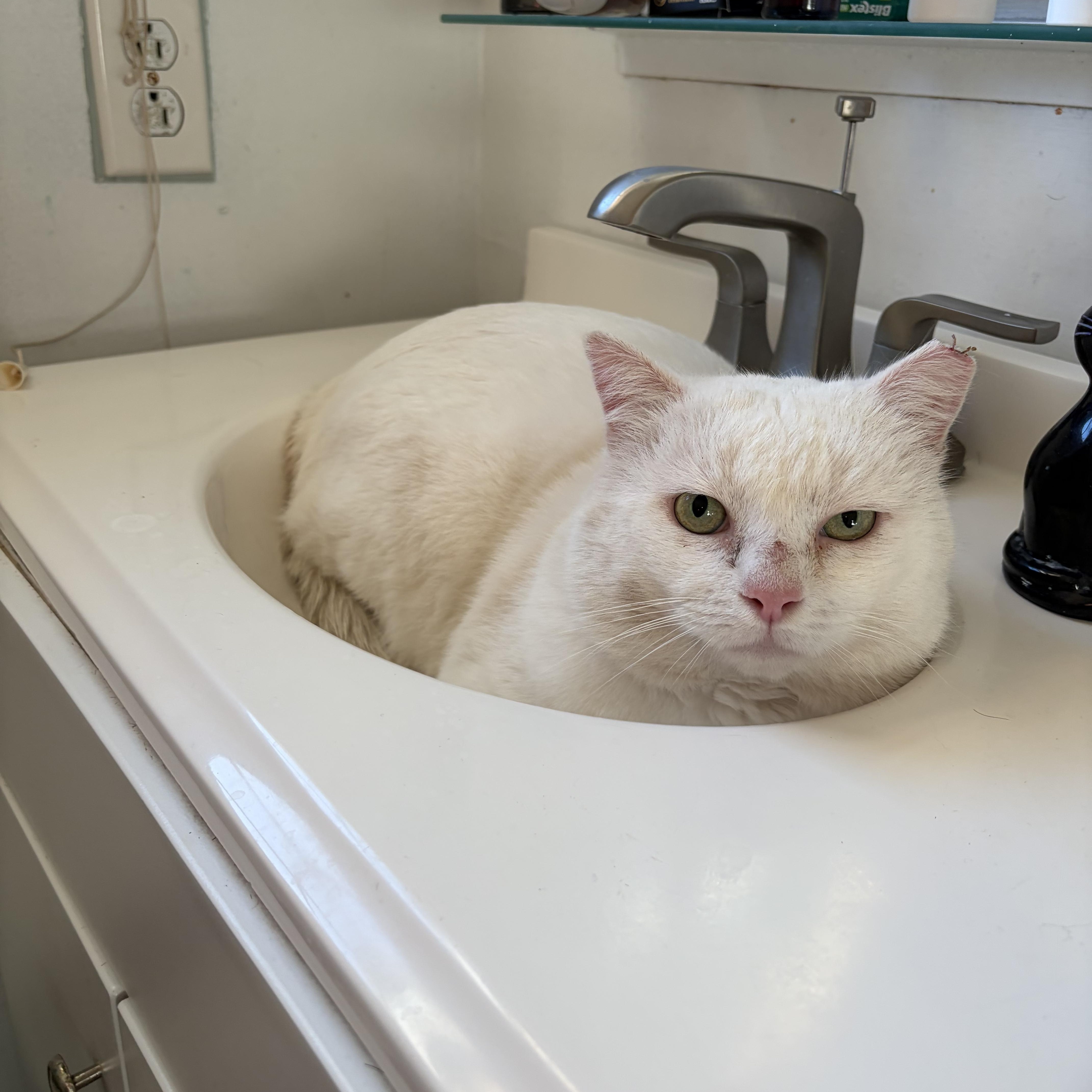 Enlarge Prince, a ADOPTABLE Domestic Short Hair in Murfreesboro, TN image 3/3