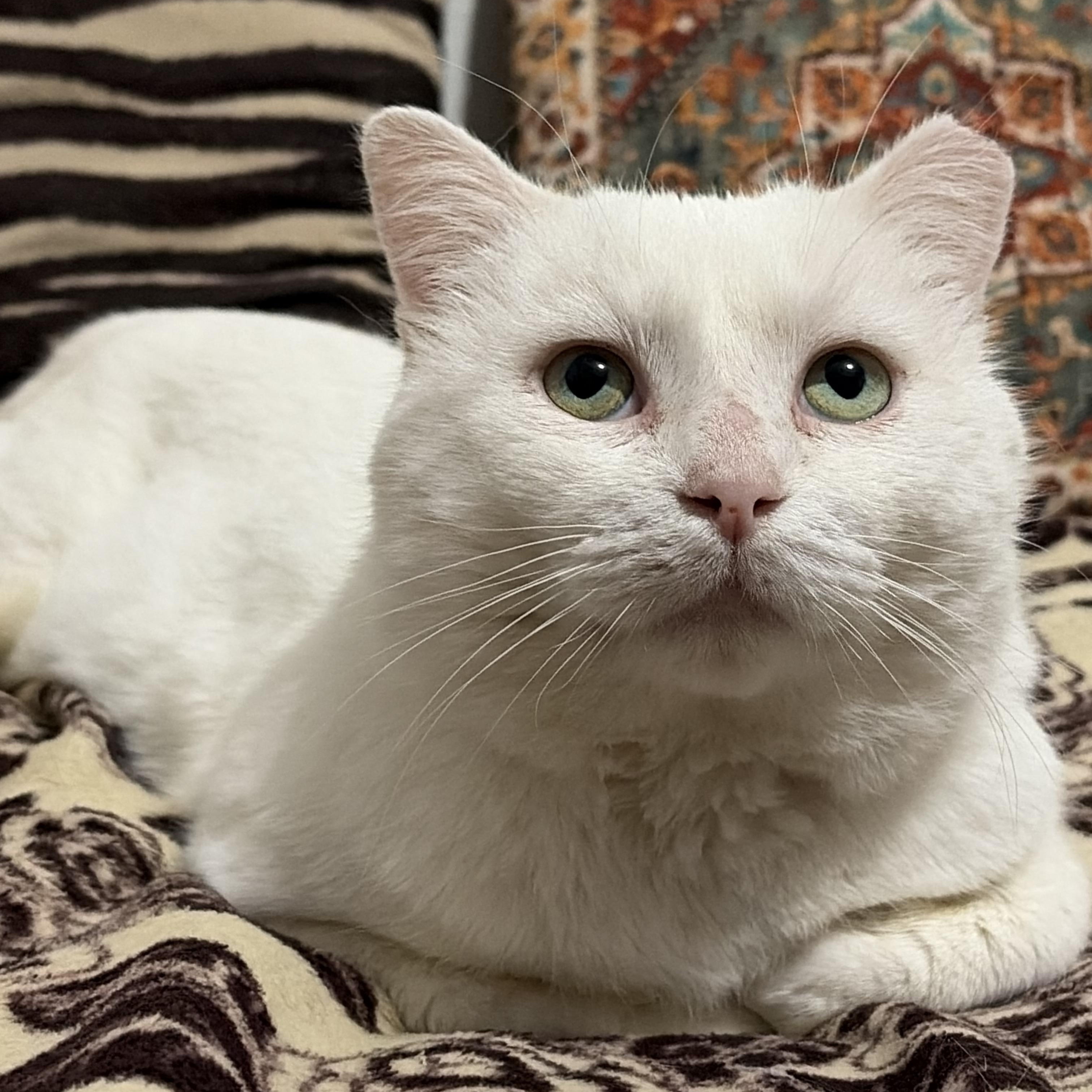 Enlarge Prince, a ADOPTABLE Domestic Short Hair in Murfreesboro, TN image 1/3