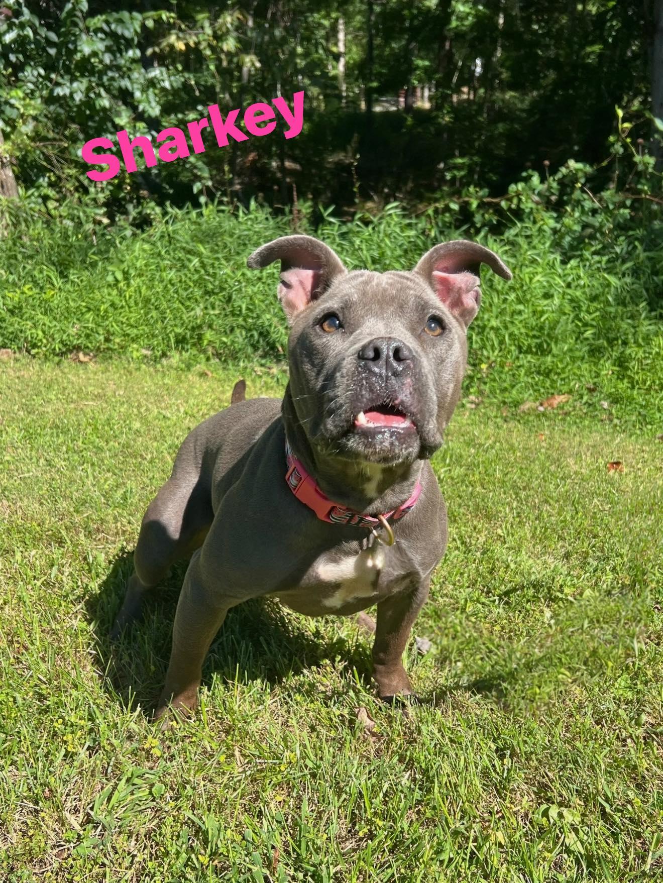 Sharkey, Adoptable, Adult Female Pit Bull Terrier.