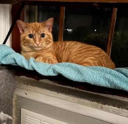 Romaine (in foster), Adoptable, Kitten Female Domestic Short Hair & Domestic Short Hair.