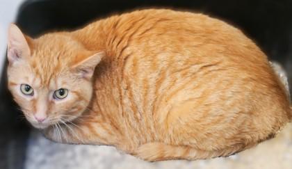 Enlarge Romaine (in foster), a Adoptable Domestic Short Hair in Fishers, IN image 2/2