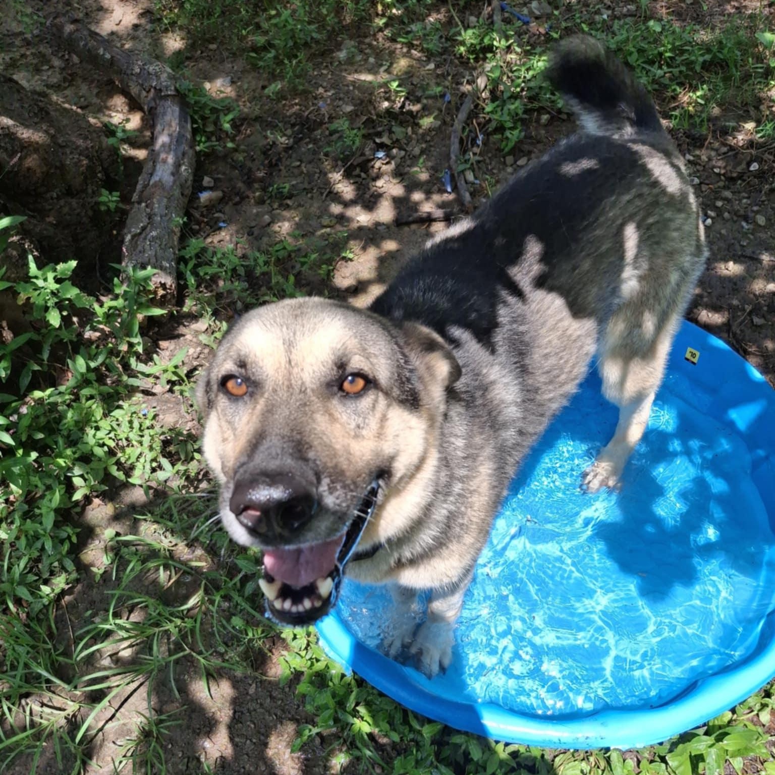 Buddy photo 2