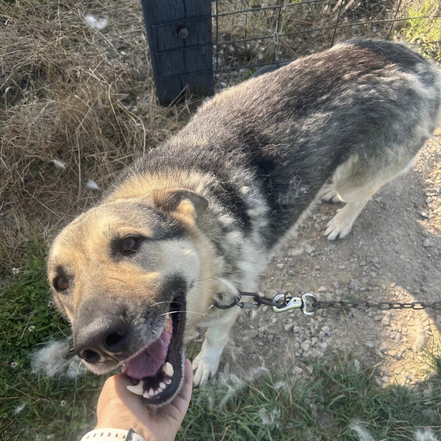 Buddy
