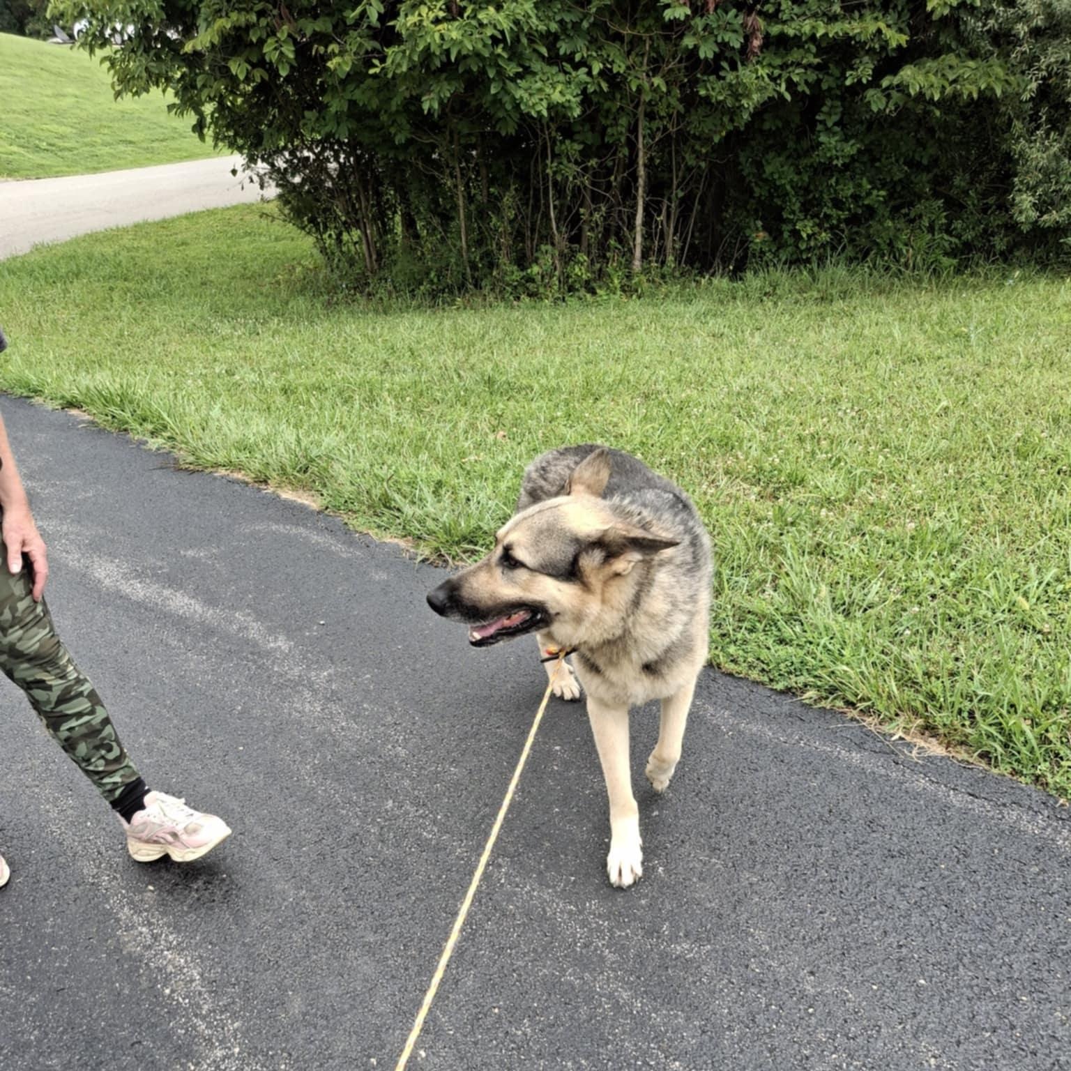 Buddy