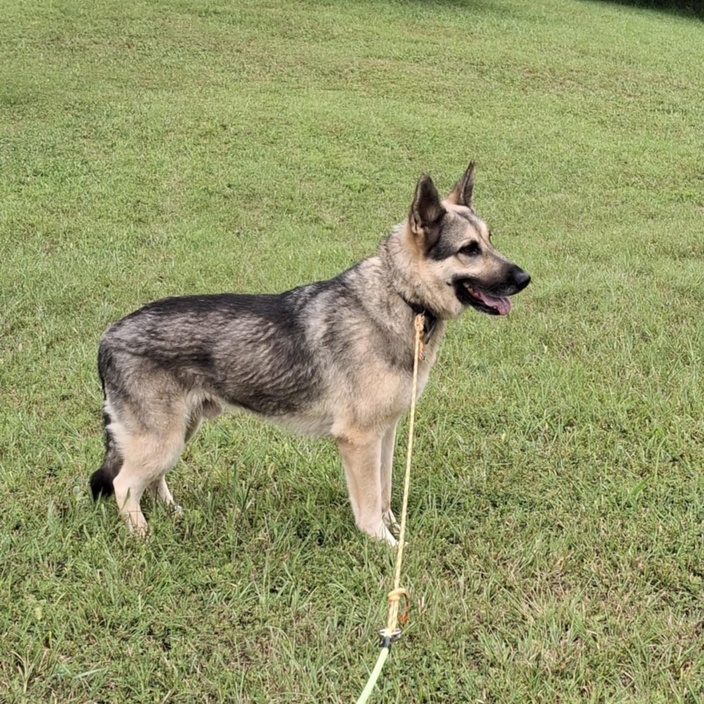 Buddy photo 1