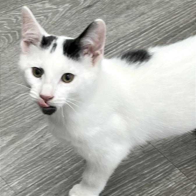 Enlarge Biscuits, a Adoptable Domestic Short Hair in Traverse City, MI image 1/6