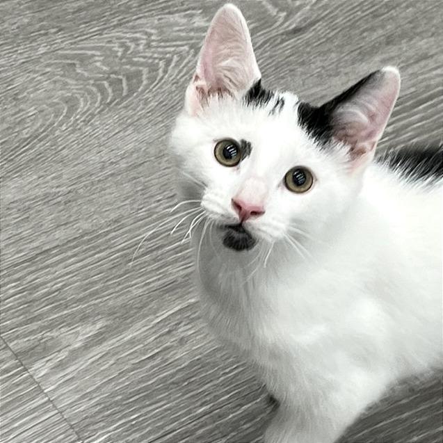 Enlarge Biscuits, a Adoptable Domestic Short Hair in Traverse City, MI image 2/6