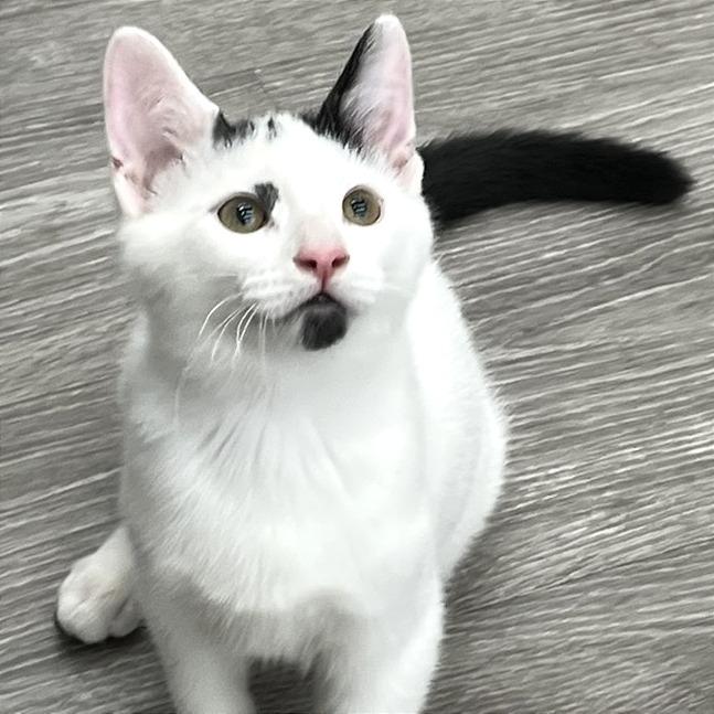 Enlarge Biscuits, a Adoptable Domestic Short Hair in Traverse City, MI image 3/6