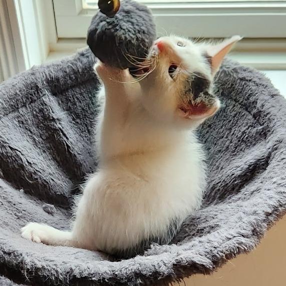 Enlarge Biscuits, a Adoptable Domestic Short Hair in Traverse City, MI image 4/6