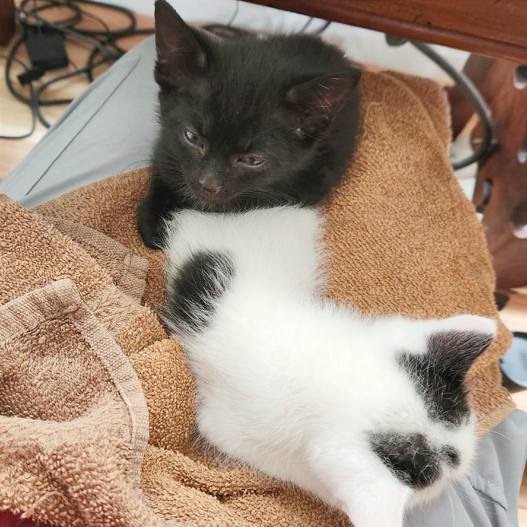 Enlarge Biscuits, a Adoptable Domestic Short Hair in Traverse City, MI image 5/6