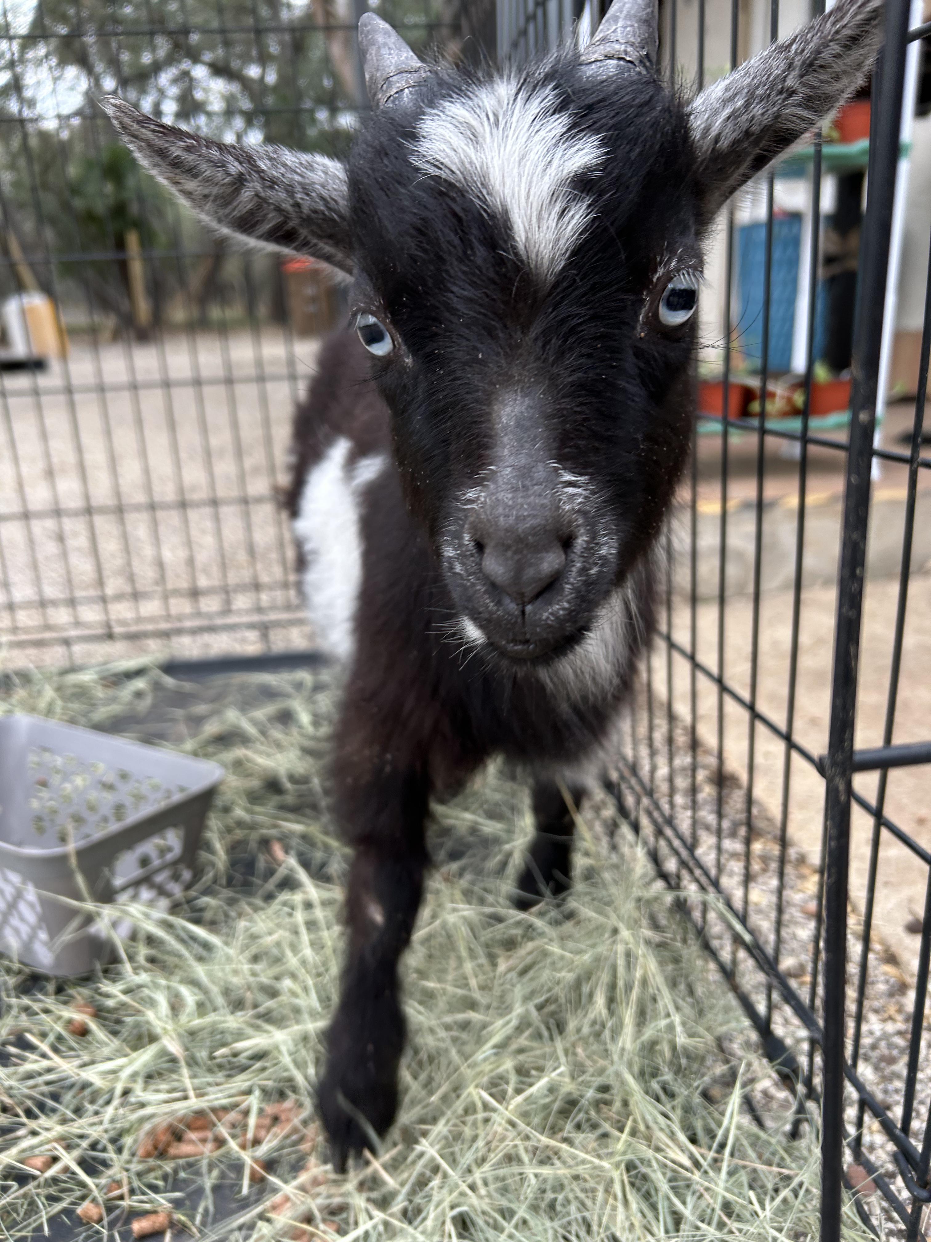 Enlarge Levi, a ADOPTABLE Nigerian Dwarf in Bulverde, TX image 2/2