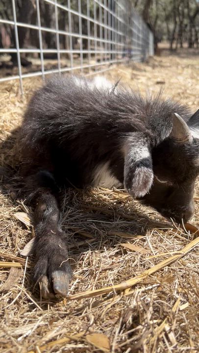Enlarge Levi, a ADOPTABLE Nigerian Dwarf in Bulverde, TX video 1/2