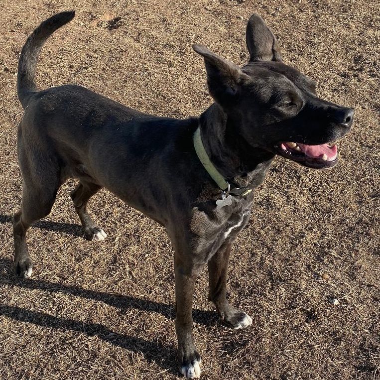Xena, an adoptable Dutch Shepherd, Great Dane in Oklahoma City, OK, 73189 | Photo Image 2