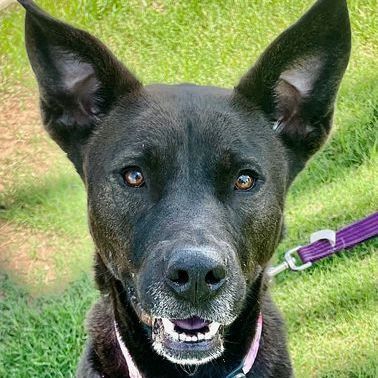Xena, an adoptable Dutch Shepherd, Great Dane in Oklahoma City, OK, 73189 | Photo Image 3