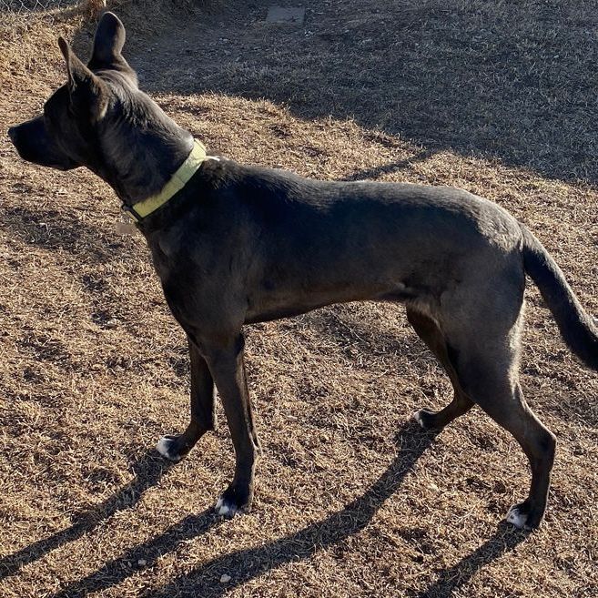 Xena, an adoptable Dutch Shepherd, Great Dane in Oklahoma City, OK, 73189 | Photo Image 4