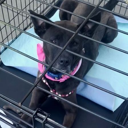 Xena, an adoptable Dutch Shepherd, Great Dane in Oklahoma City, OK, 73189 | Photo Image 5
