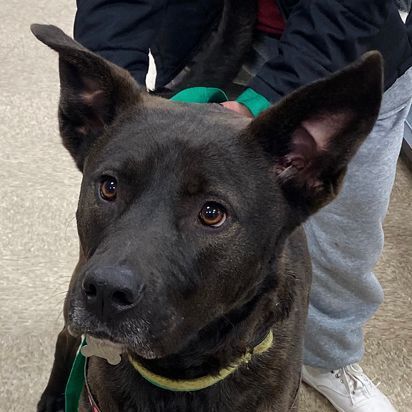 Xena, a Adoptable mixed breed in Oklahoma City, OK image 1/19