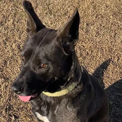 Xena, an adoptable Dutch Shepherd, Great Dane in Oklahoma City, OK, 73189 | Photo Image 6