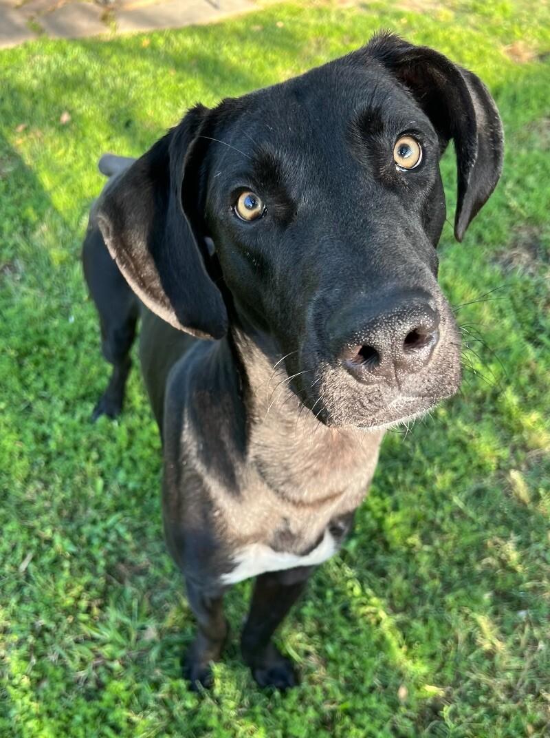 Baloo Big Hearted Goofy Boy