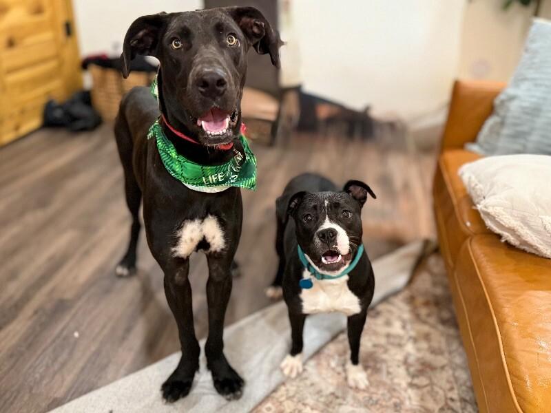 Baloo Big Hearted Goofy Boy — thumbnail 2