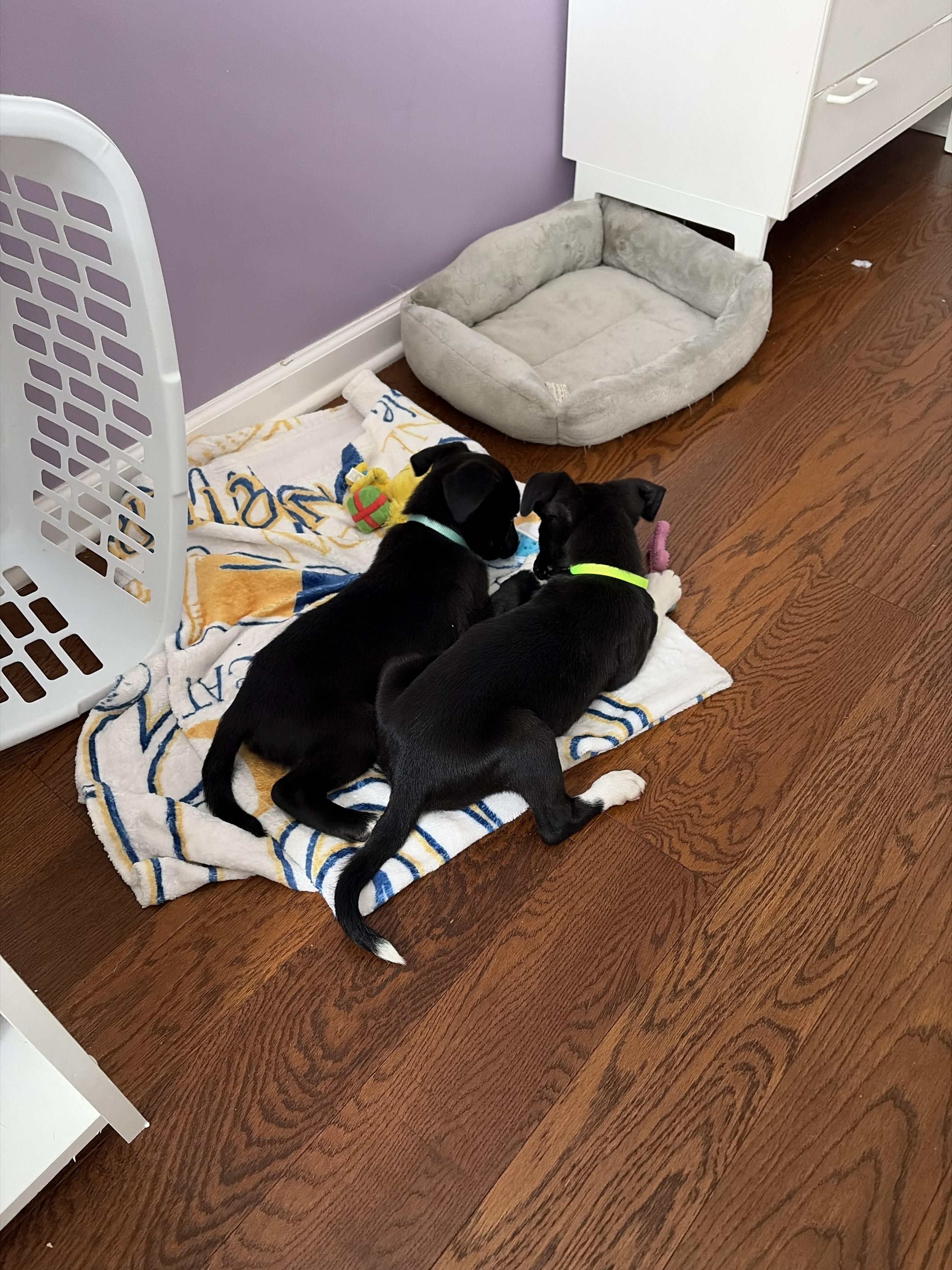 Cauliflower, a Adoptable mixed breed in Seville, OH image 3/5