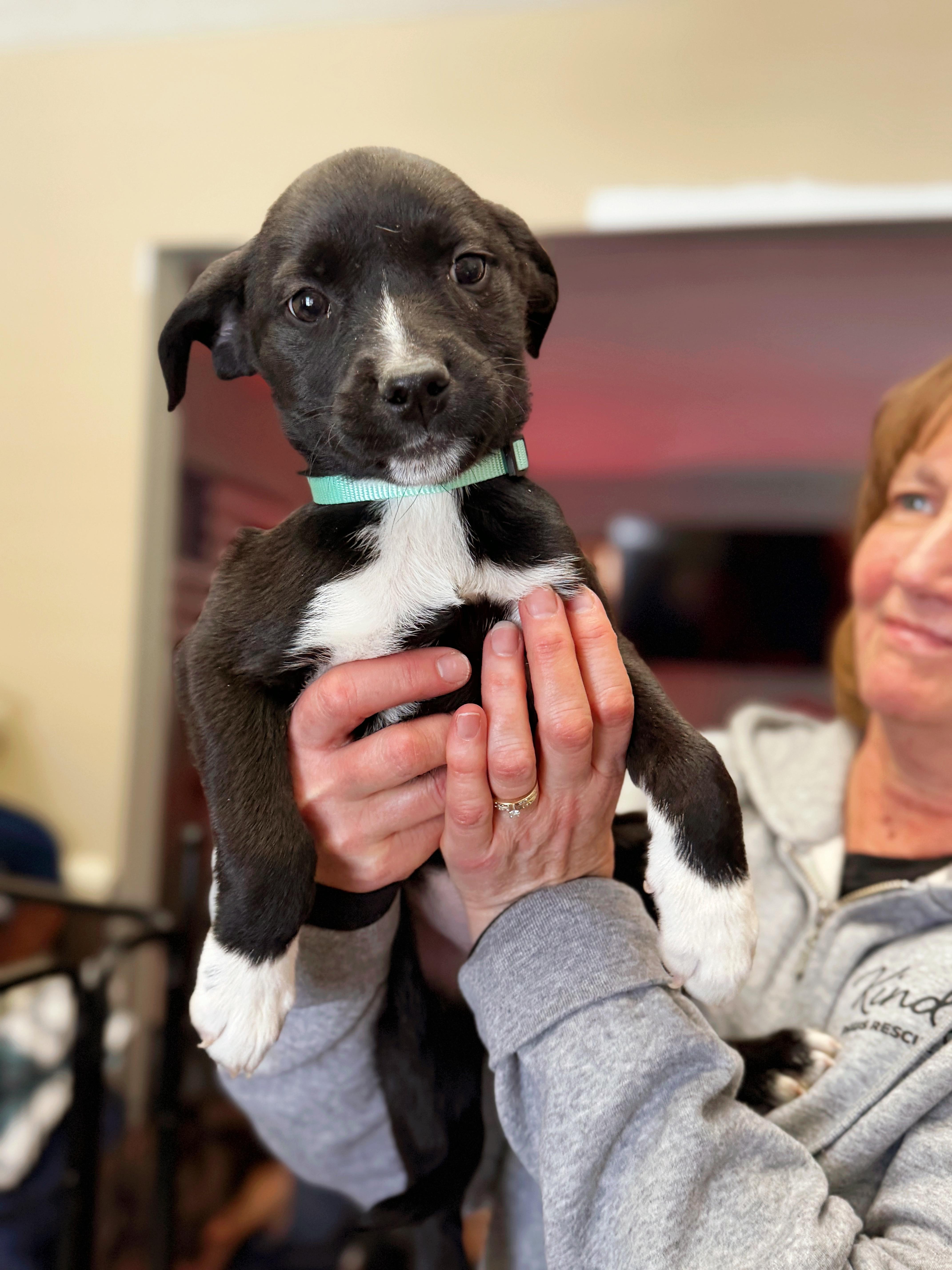 Cauliflower, a Adoptable mixed breed in Seville, OH image 1/5