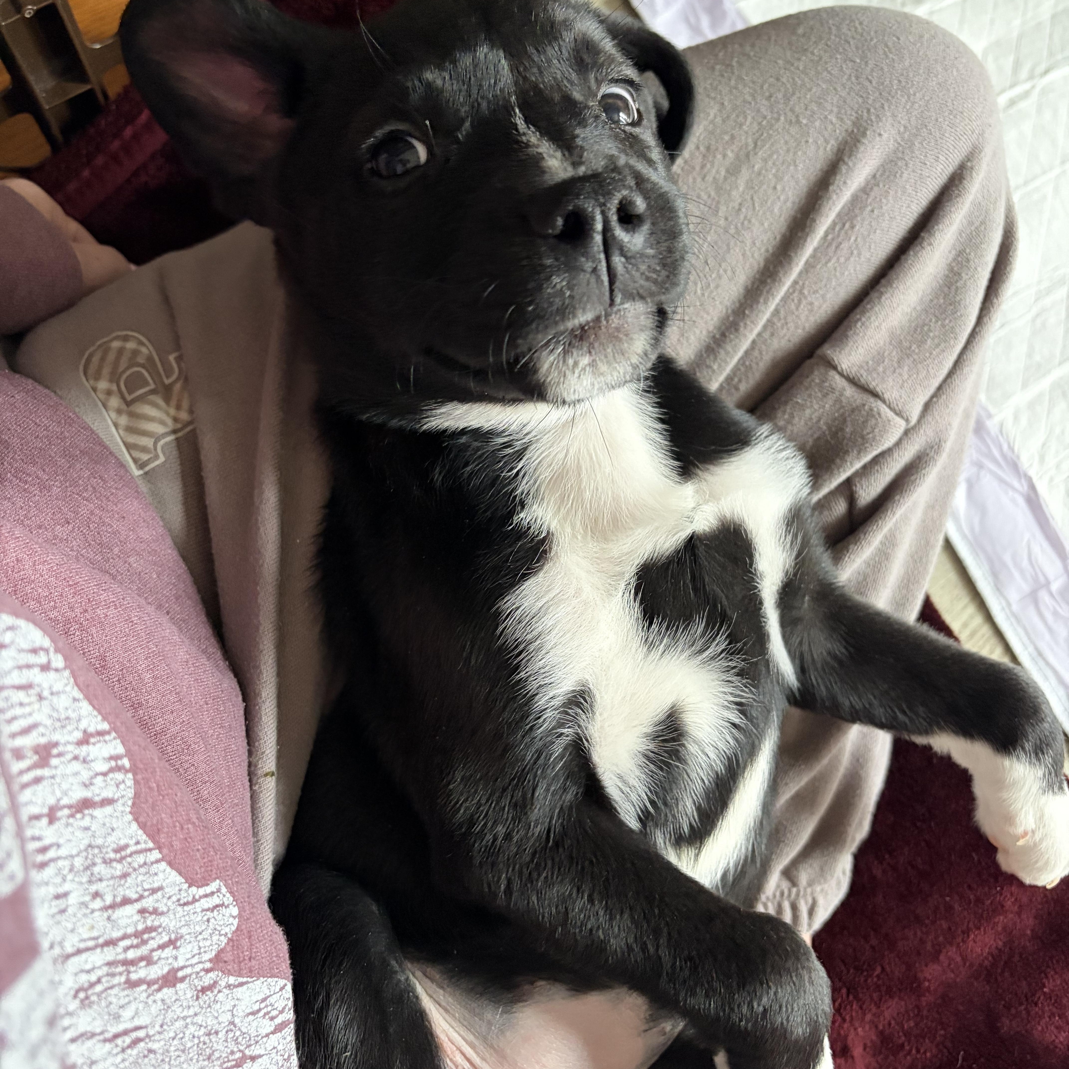 Cauliflower, a Adoptable mixed breed in Seville, OH image 2/5