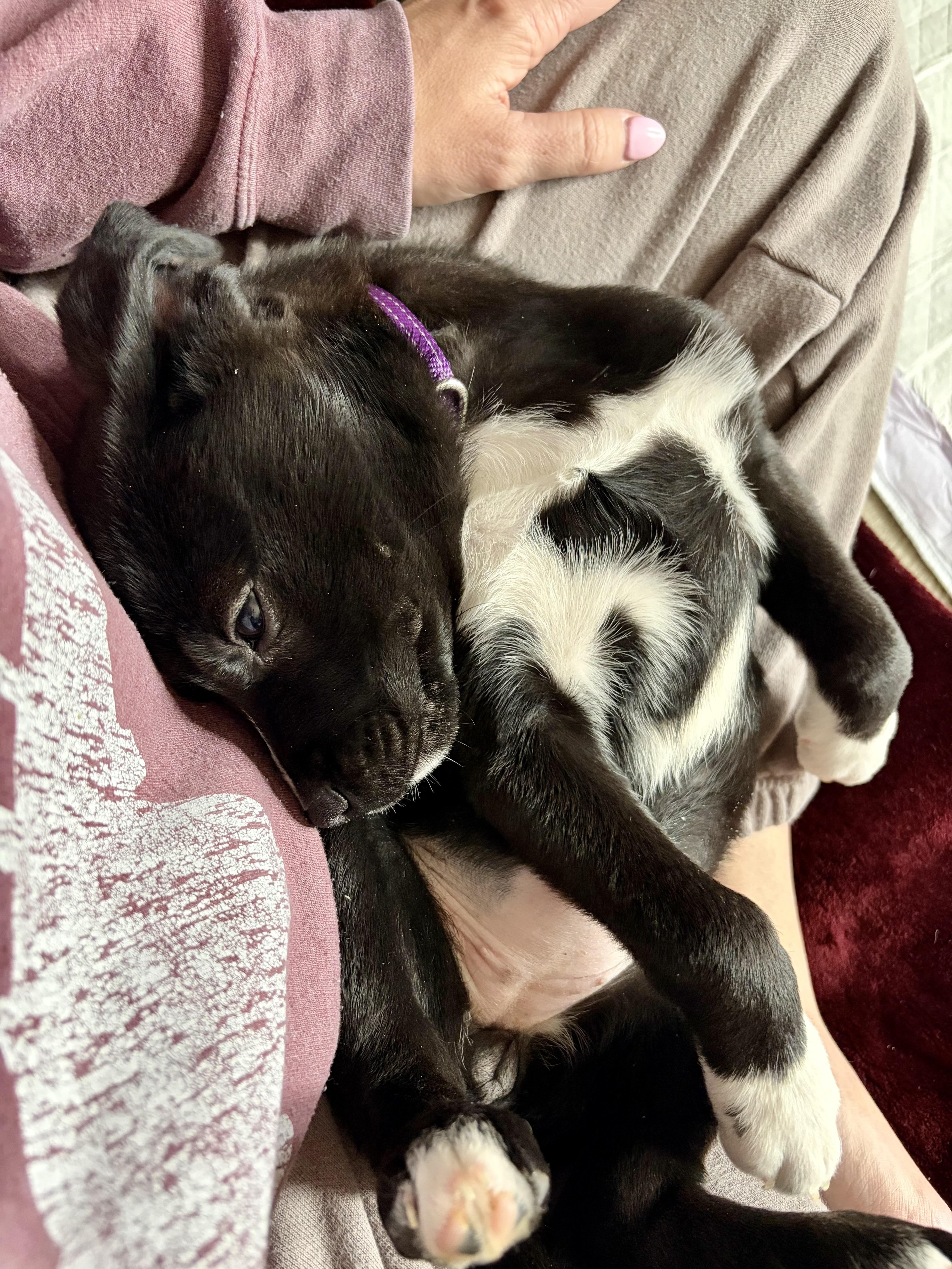 Cauliflower, a Adoptable mixed breed in Seville, OH image 4/5