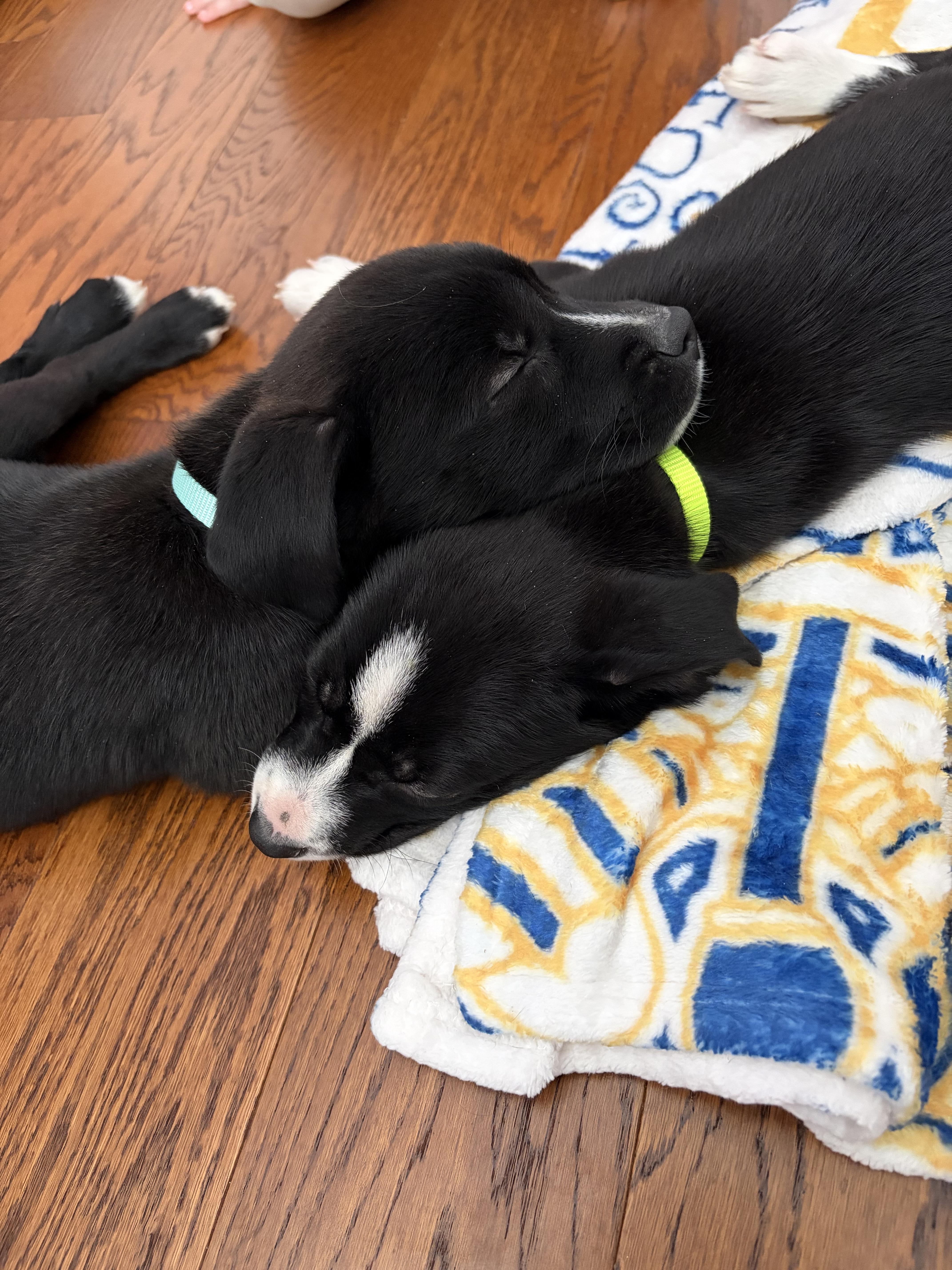 Cauliflower, a Adoptable mixed breed in Seville, OH image 5/5