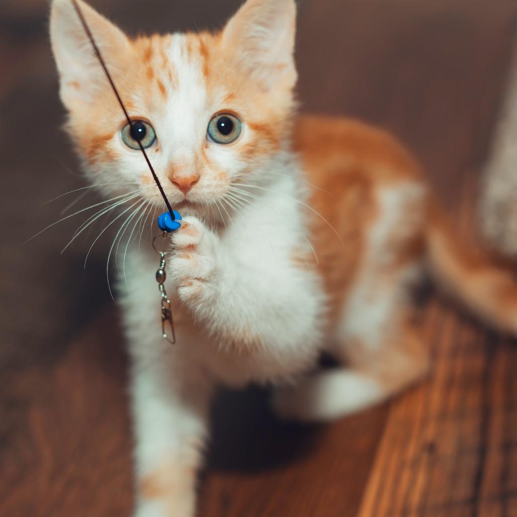 Enlarge Squeak, a Adoptable Domestic Short Hair in Wichita, KS image 1/6