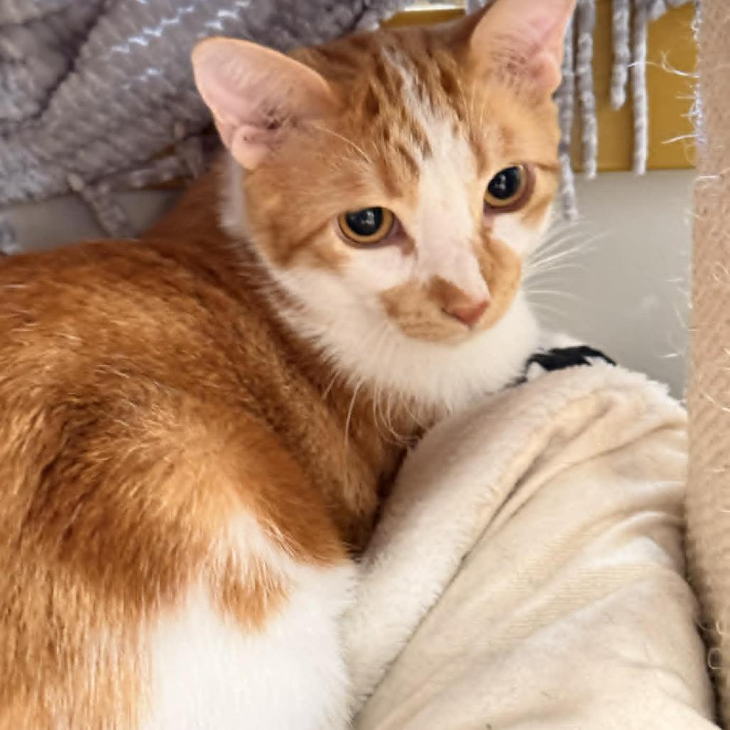 Enlarge Squeak, a Adoptable Domestic Short Hair in Wichita, KS image 3/6