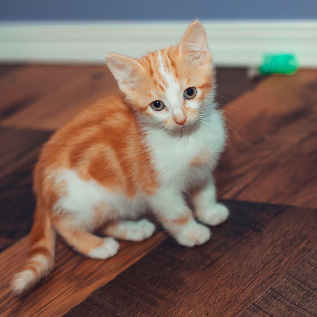 Enlarge Squeak, a Adoptable Domestic Short Hair in Wichita, KS image 4/6