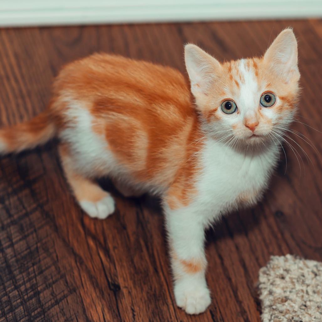 Enlarge Squeak, a Adoptable Domestic Short Hair in Wichita, KS image 5/6