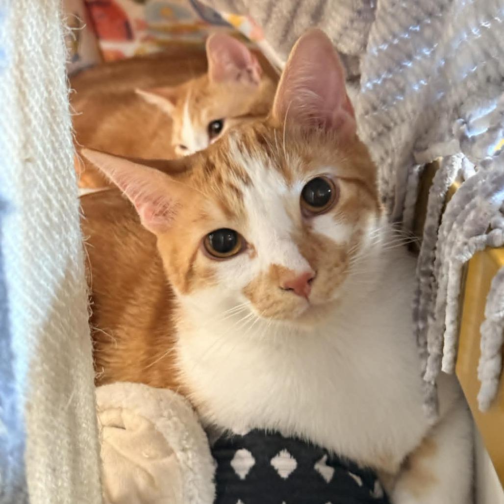 Enlarge Squeak, a Adoptable Domestic Short Hair in Wichita, KS image 6/6