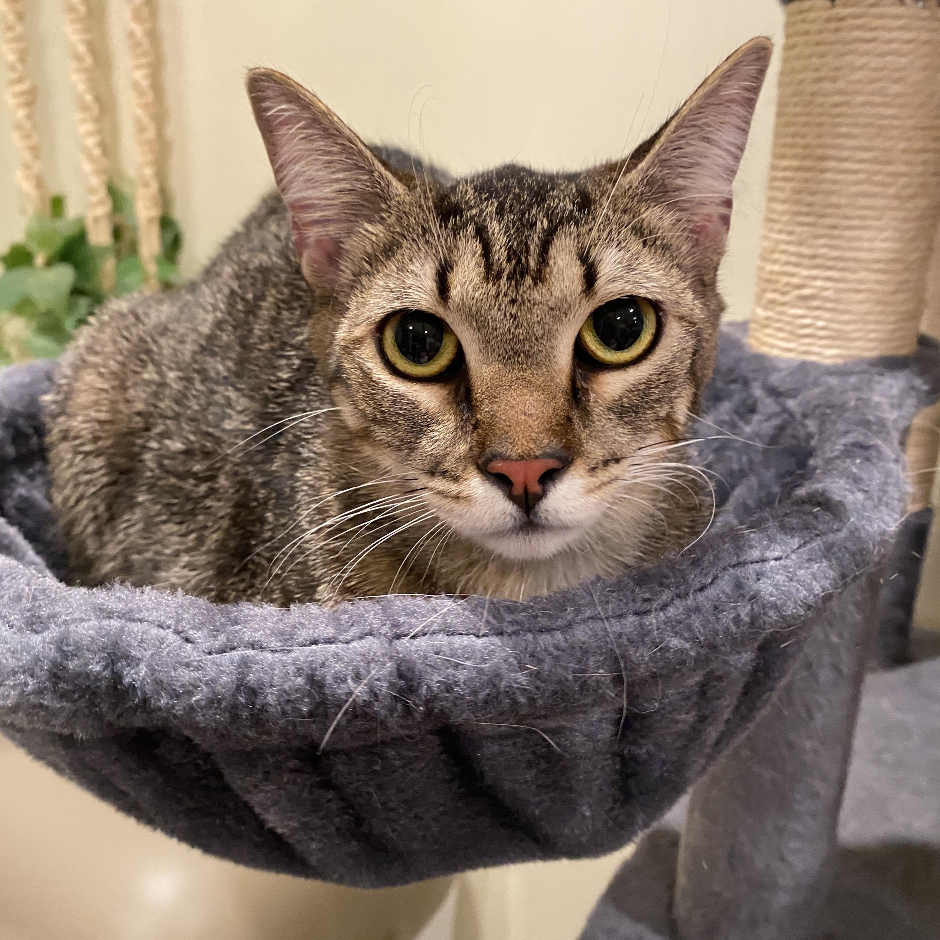 Enlarge Cacio, an adoptable Domestic Short Hair in Miami, FL image 2/6