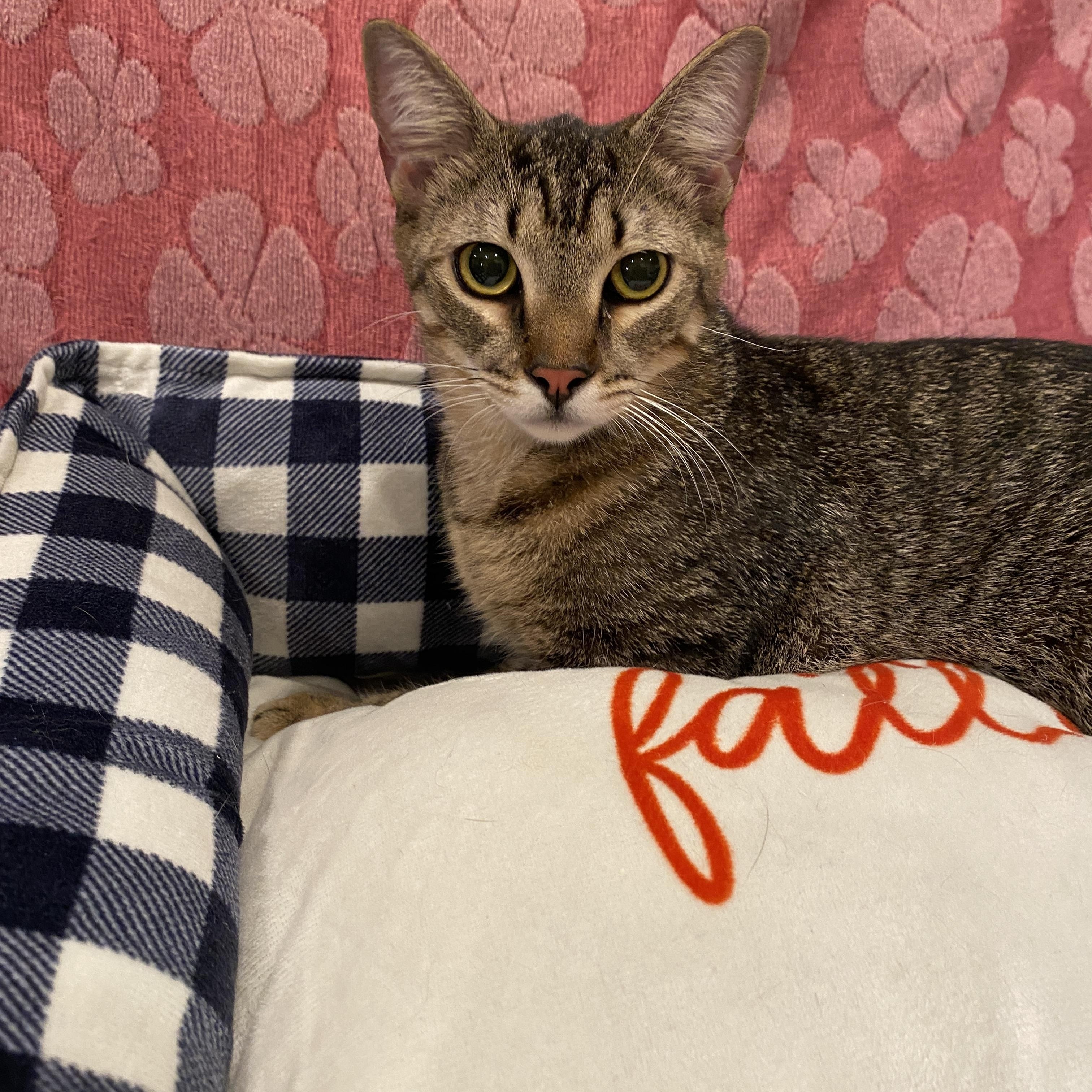 Enlarge Cacio, an adoptable Domestic Short Hair in Miami, FL image 5/6