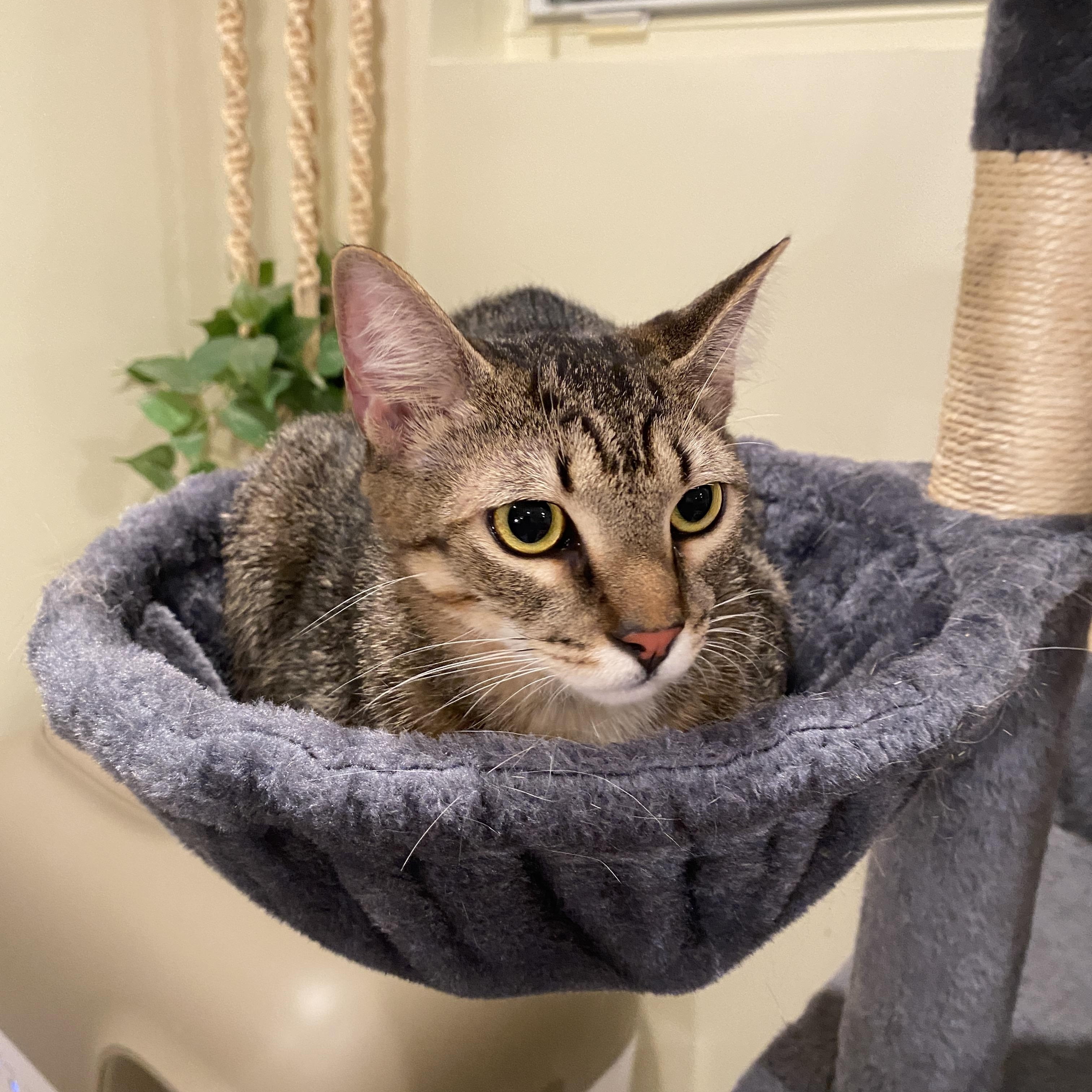 Enlarge Cacio, an adoptable Domestic Short Hair in Miami, FL image 4/6