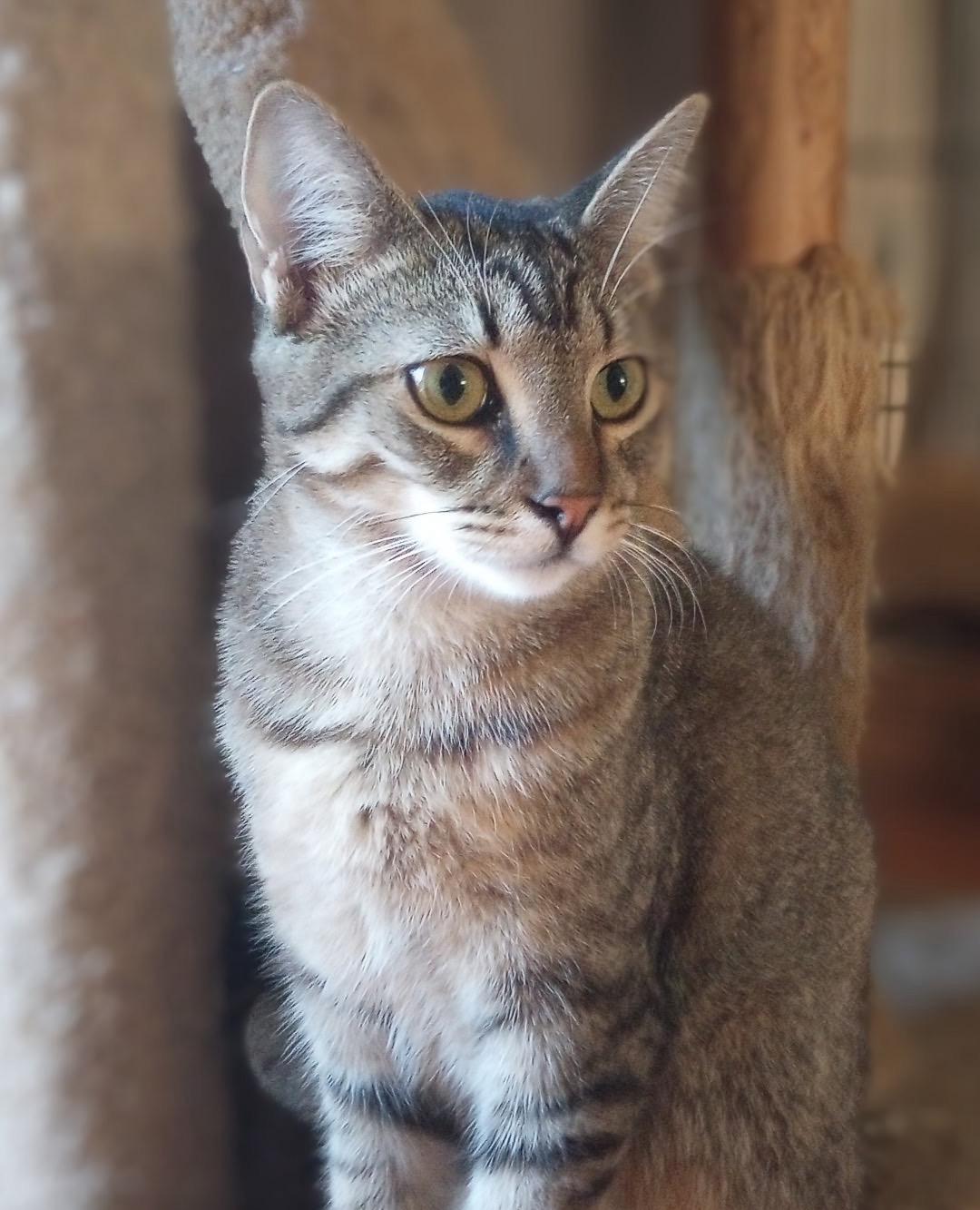 Cacio, adoptable, Young Female Domestic Short Hair.