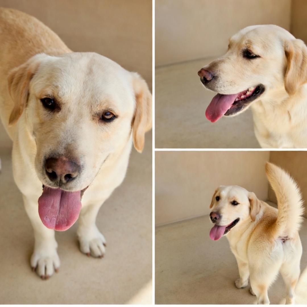 Enlarge Hunny, a Adopted mixed breed in Dandridge, TN image 1/1