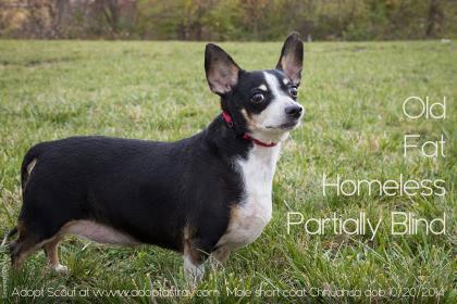 Scout — thumbnail 2