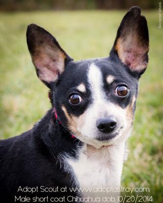 Scout — thumbnail 3