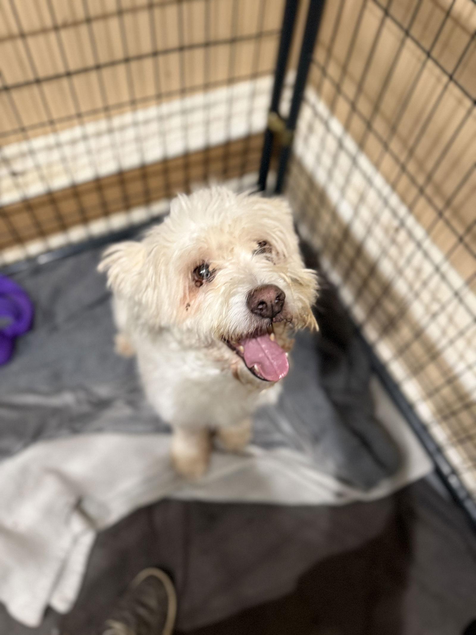 Enlarge Quick, a Adoptable mixed breed in Union Beach, NJ image 1/1
