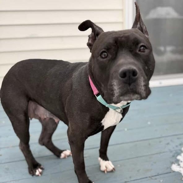 Enlarge ZELDA, a Adoptable Mixed Breed in Cranston, RI image 3/3