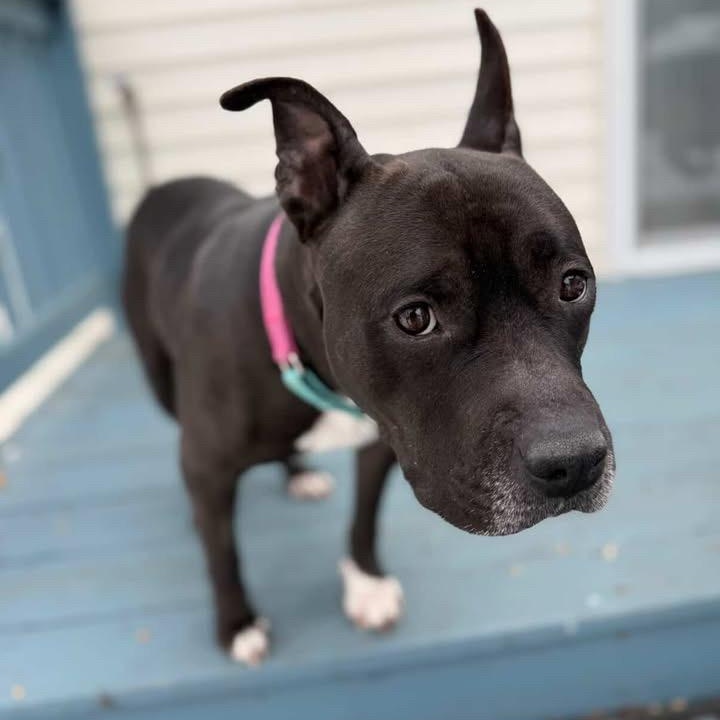 Enlarge ZELDA, a Adoptable Mixed Breed in Cranston, RI image 2/3