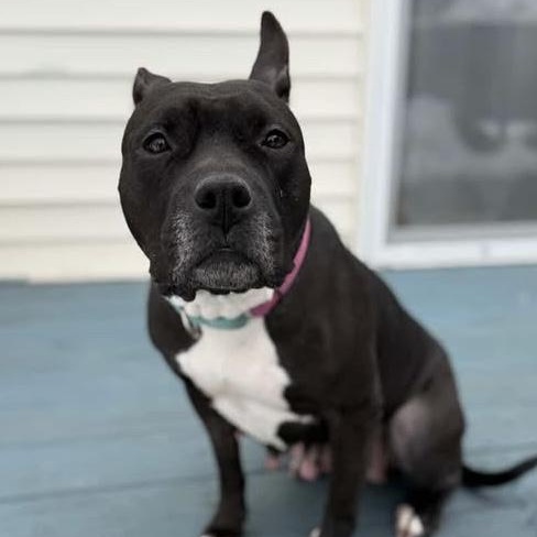 Enlarge ZELDA, a Adoptable Mixed Breed in Cranston, RI image 1/3