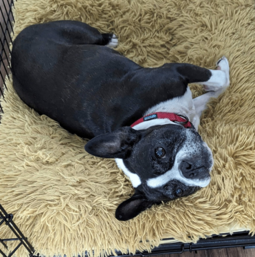BELLA, Adopted, Senior Female Boston Terrier.