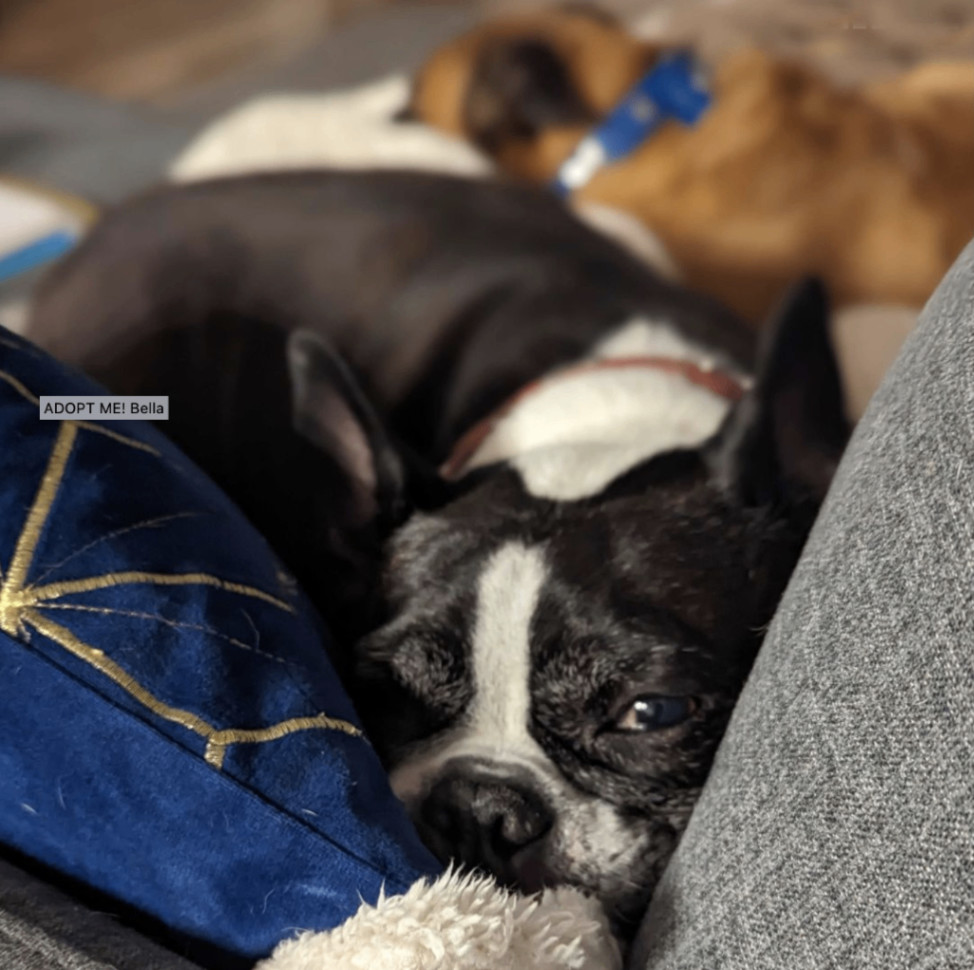 BELLA, a Adopted Boston Terrier in Waterloo, ON image 2/5